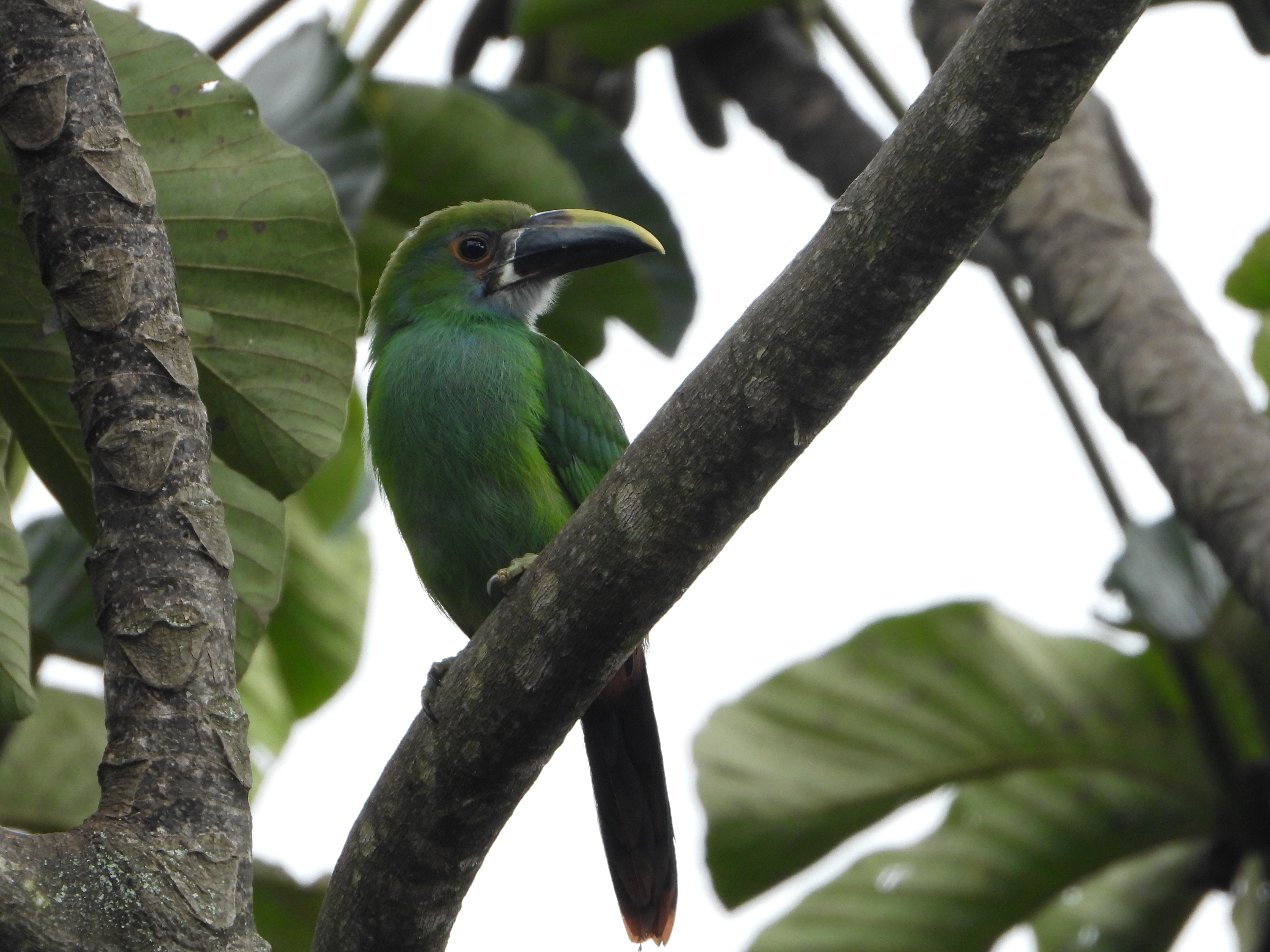 Tucán esmeralda