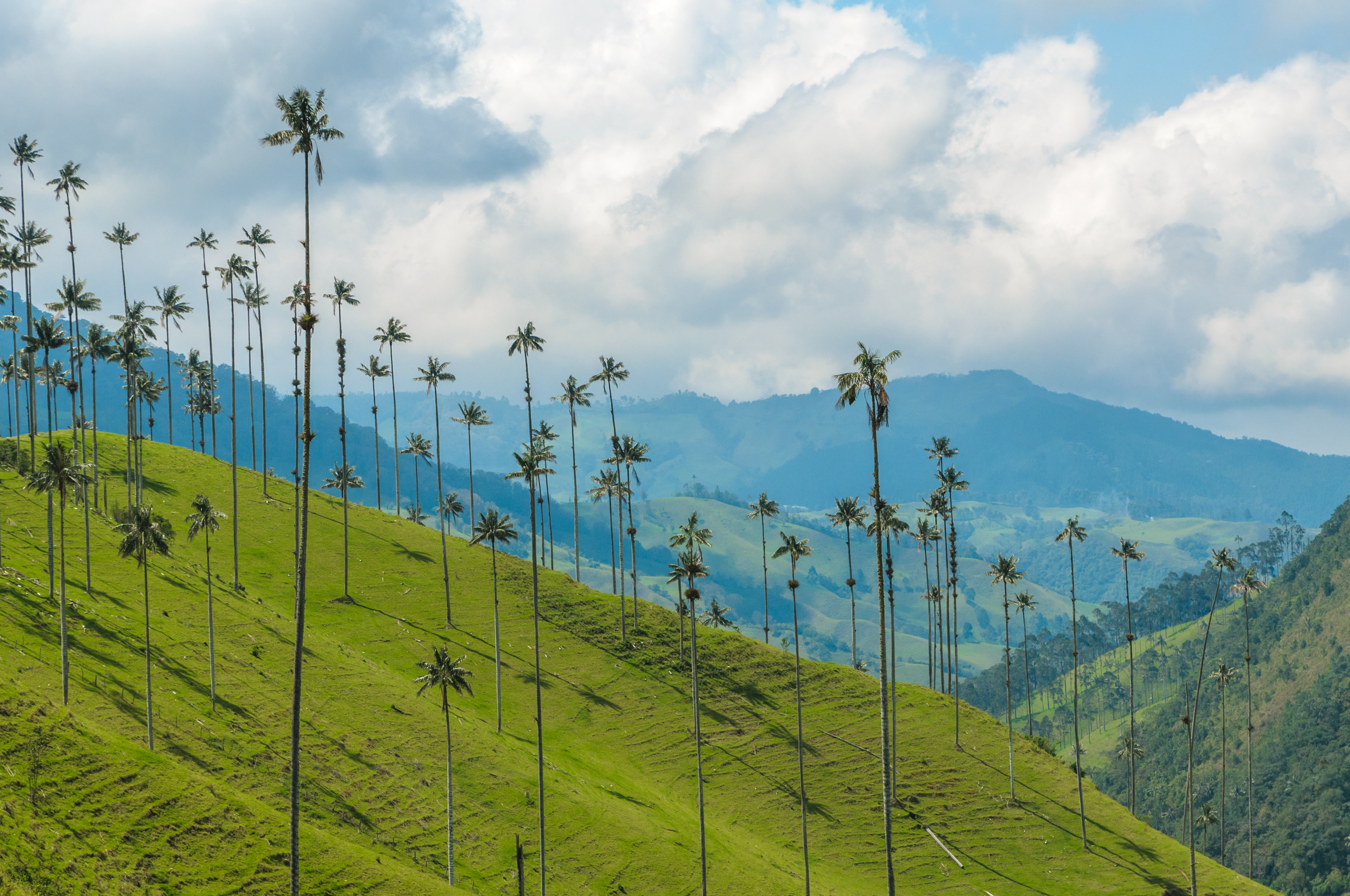 Cocora