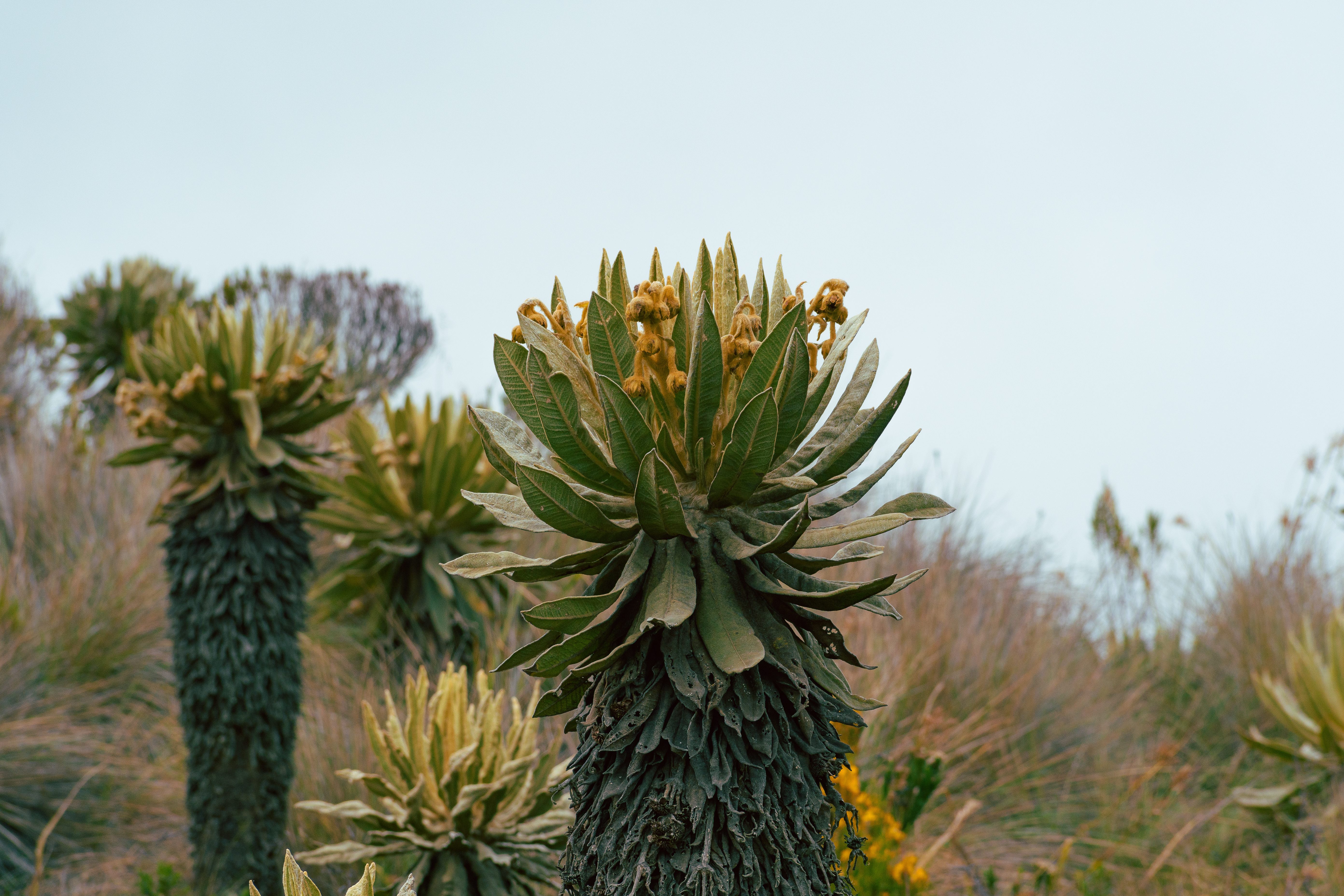 Valle de Cocora paisaje