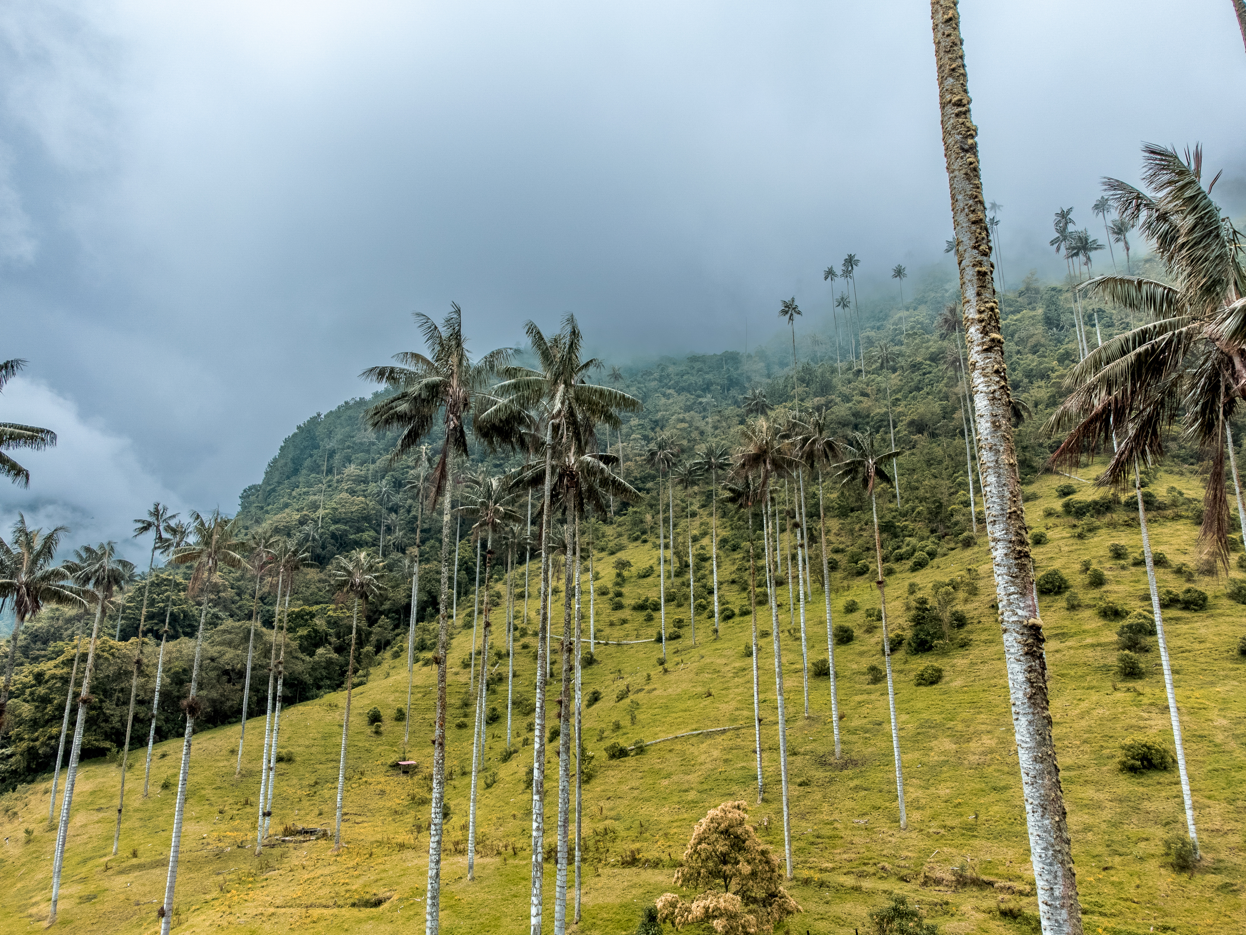 Valle de Cocora