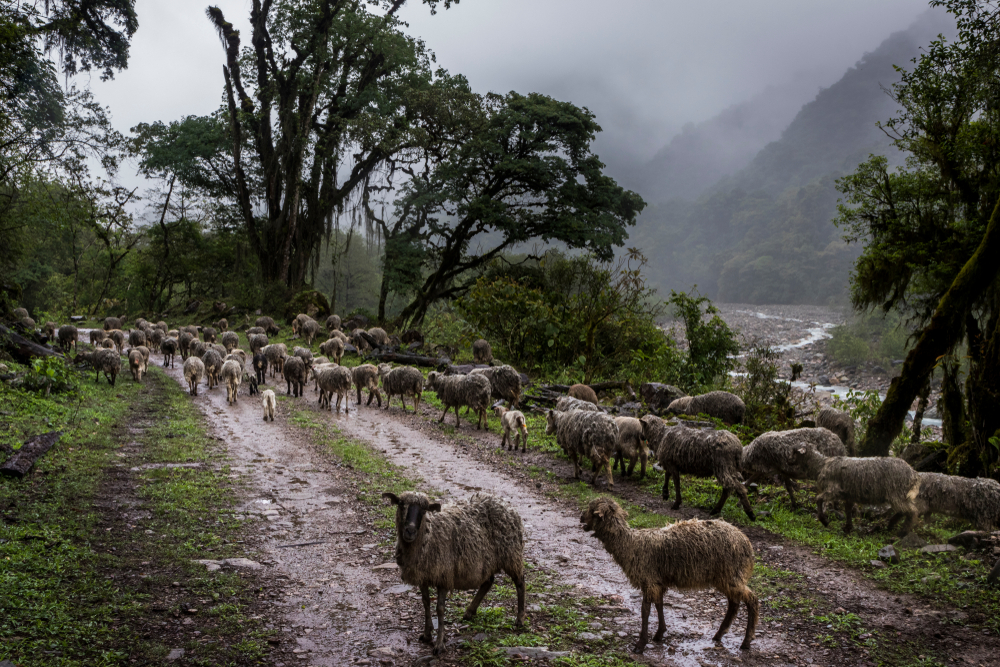 ovejas en el camino