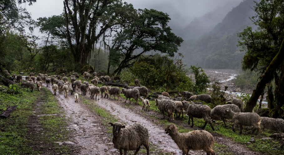 ovejas en el camino