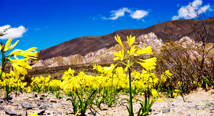 Tour Parque Nacional Los Cardones