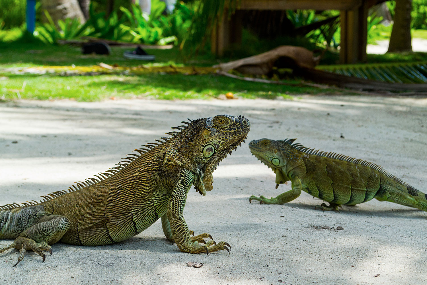 Iguanas