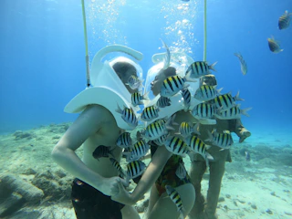 Imagen Caminata Submarina San Andrés en San Andrés Peces en la Caminata Submarina