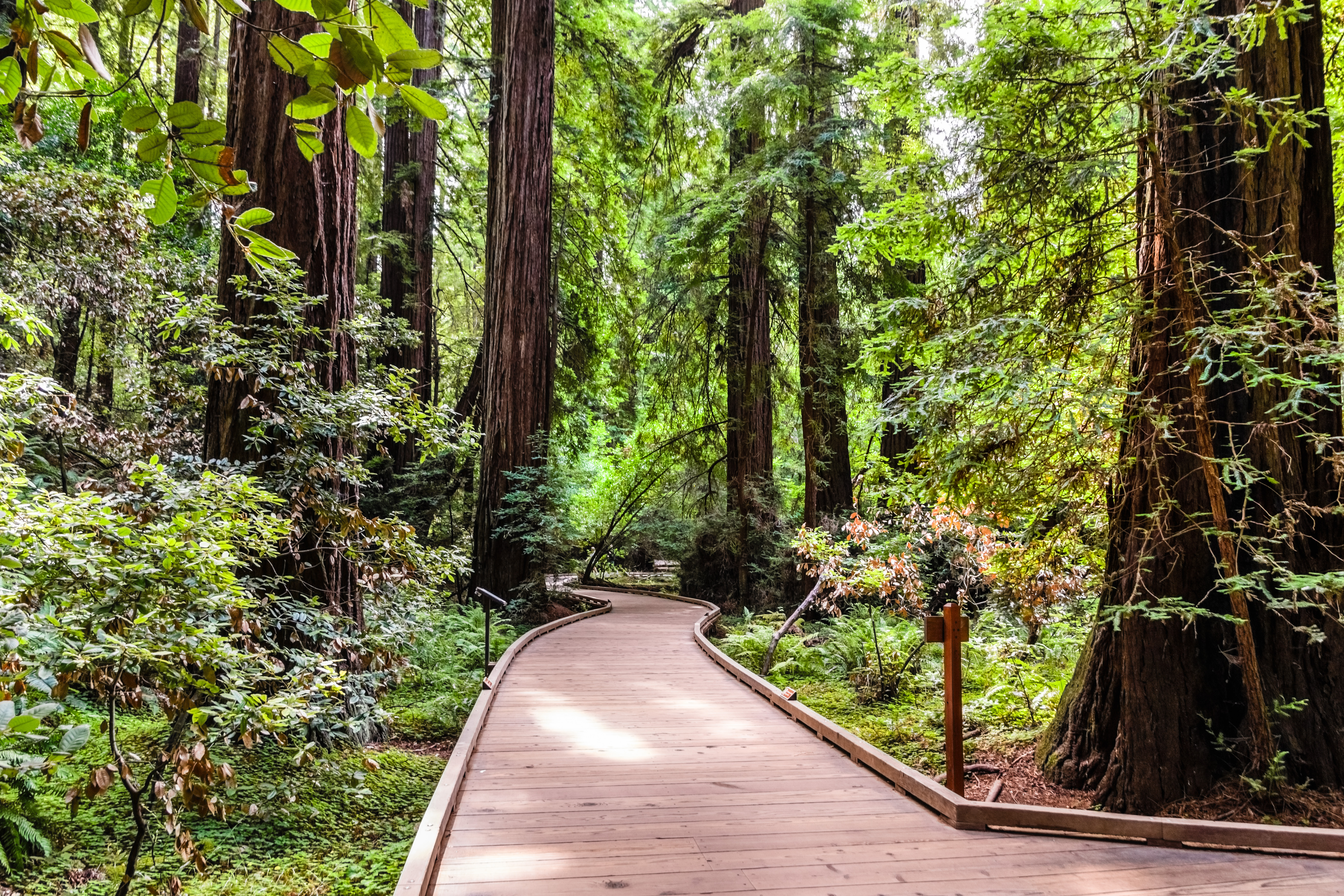Monumento Nacional de Muir Woods
