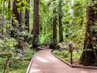 Imagen Excursión a los Bosques Muir y Sausalito en San Francisco Monumento Nacional de Muir Woods