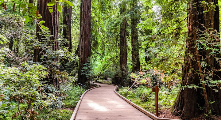 Monumento Nacional de Muir Woods