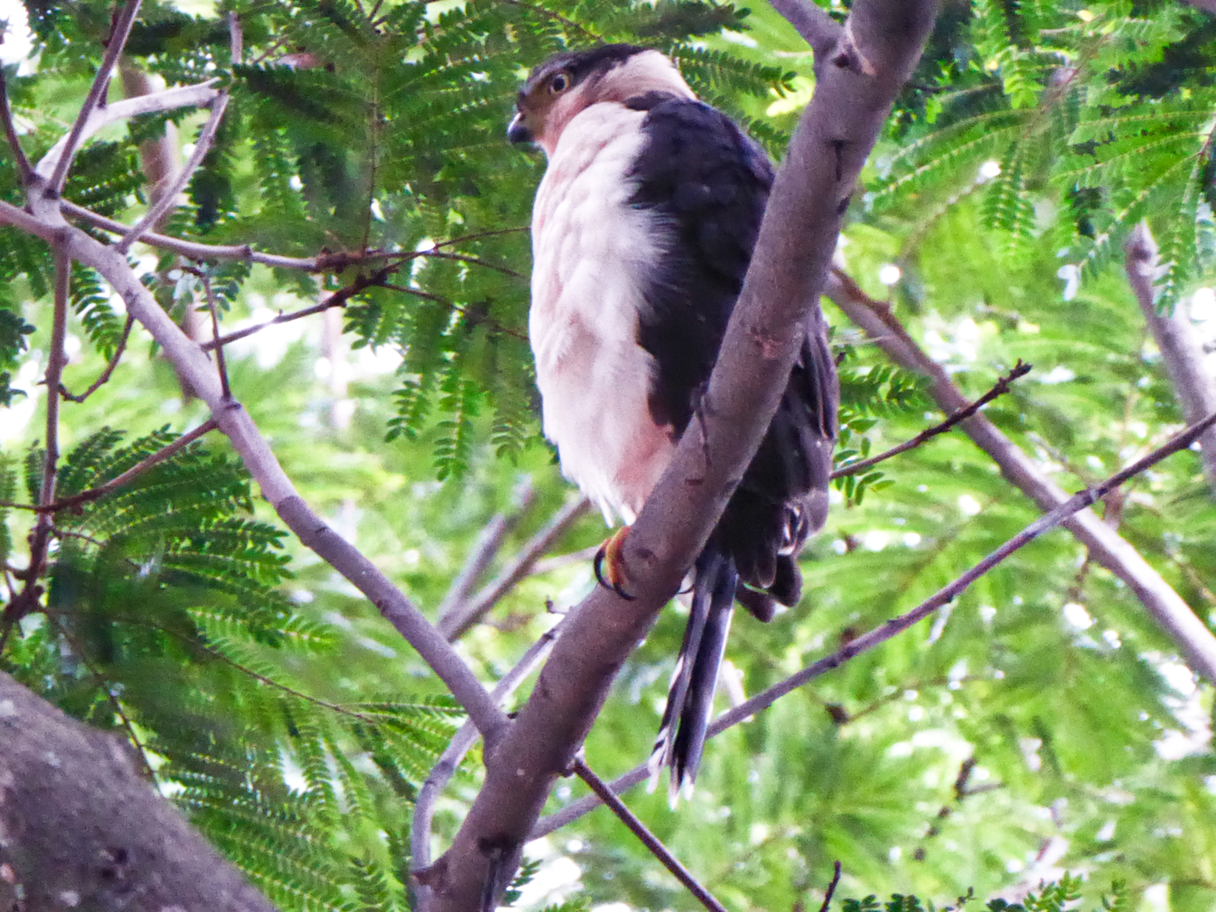 Ave en reserva natural