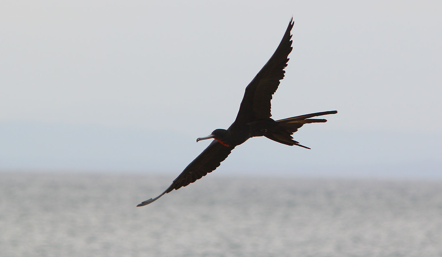 Fragata en vuelo