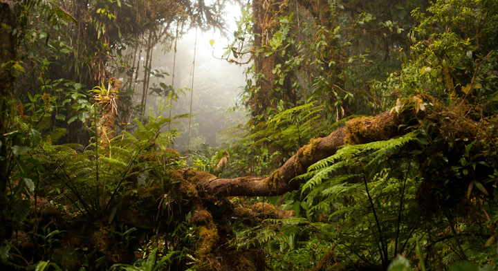 Reserva Biológica en Monteverde