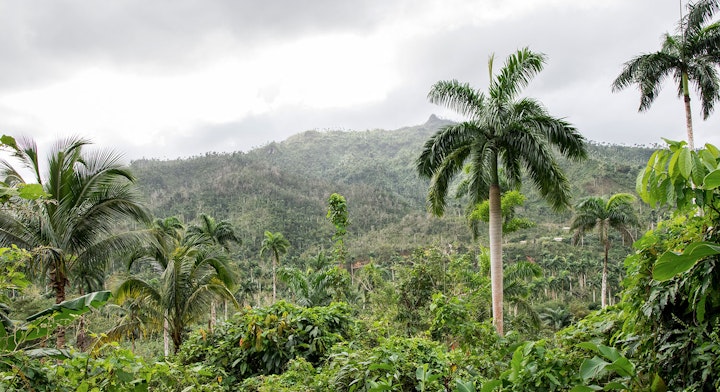 Bosque Lluvioso El Yunque