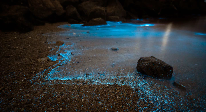Kayak Bahía Bioluminisciente