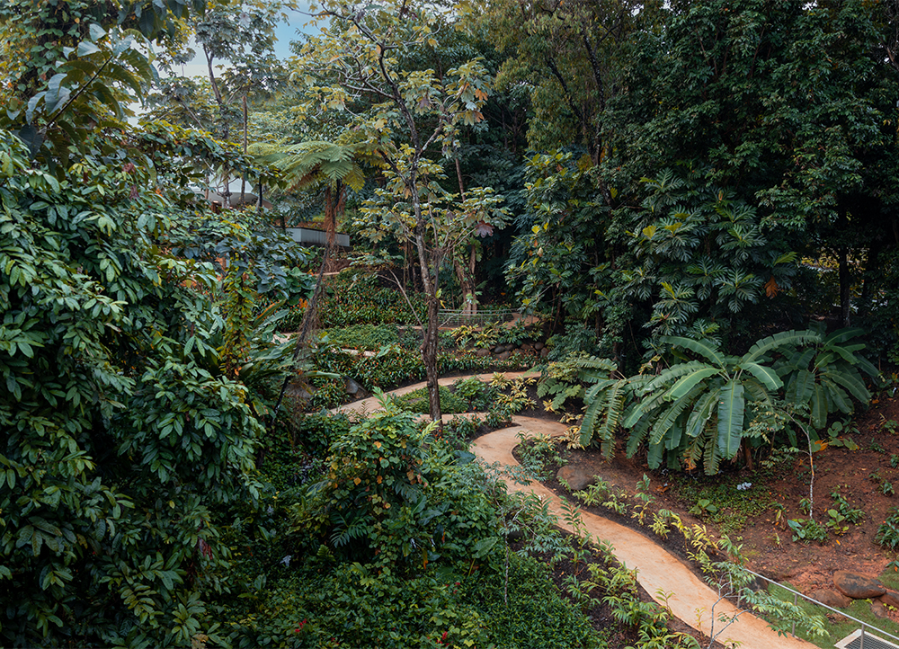 Bosque Lluvioso El Yunque