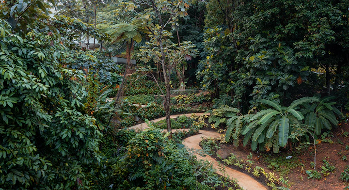 Bosque Lluvioso El Yunque