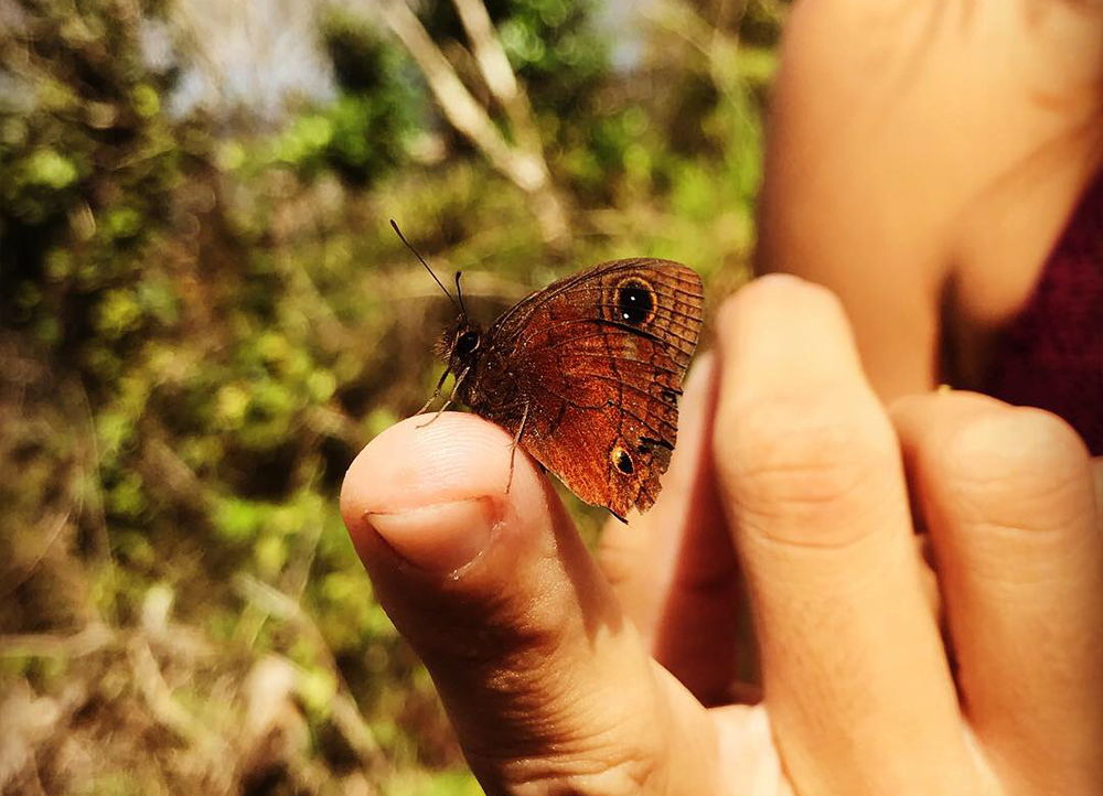 Mariposa en la mano de un visitante