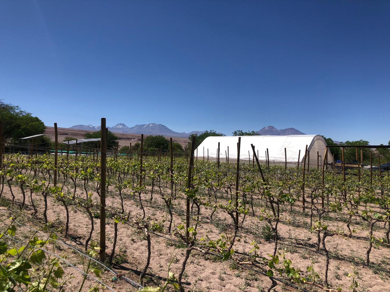 Viña en desierto de Atacama