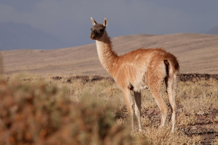 Avistamiento de fauna andina