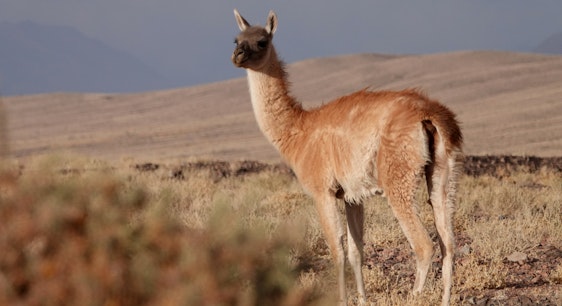 Avistamiento de fauna andina