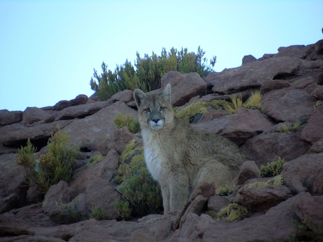 Puma en Atacama