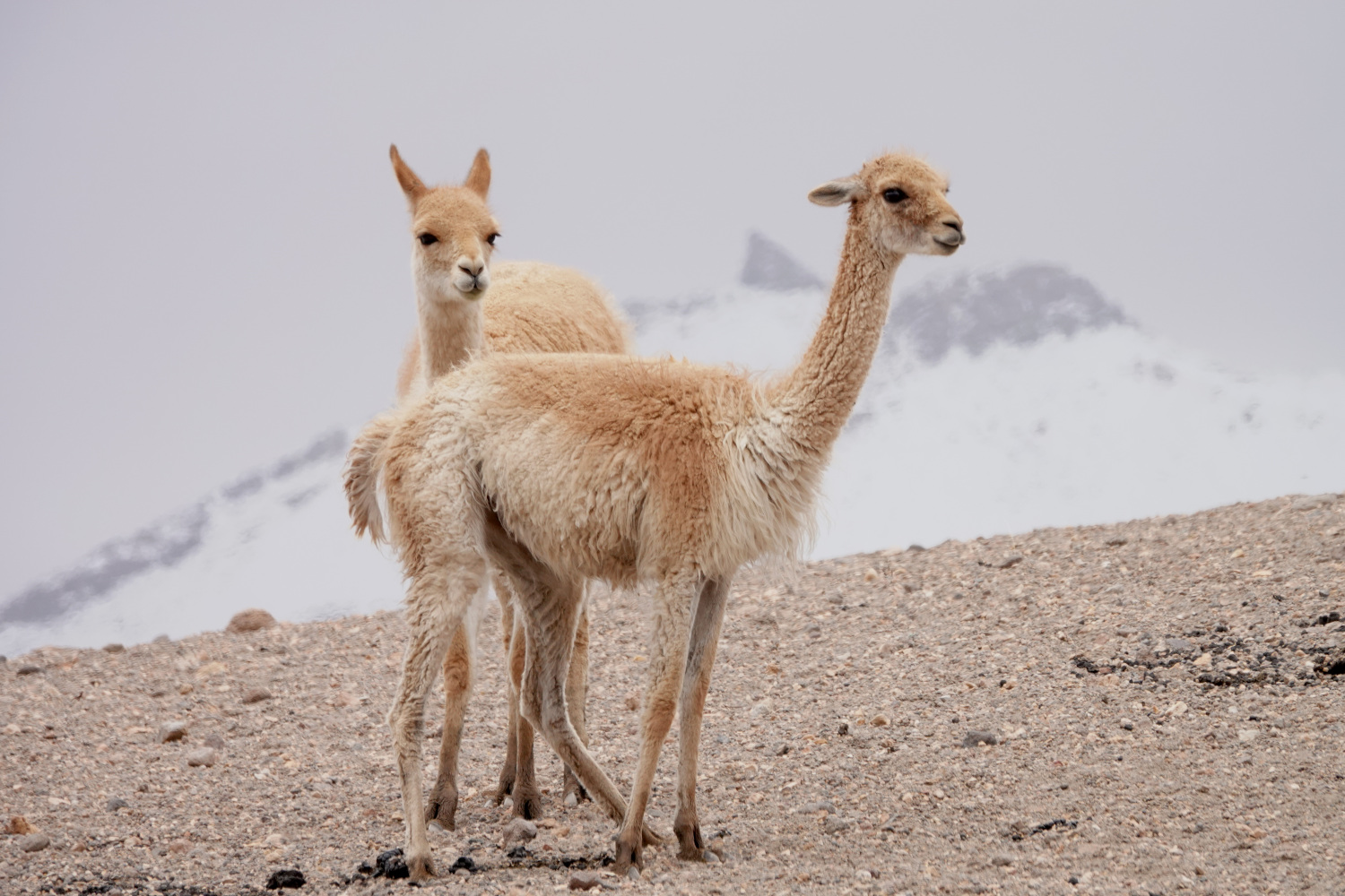 Vicuñas