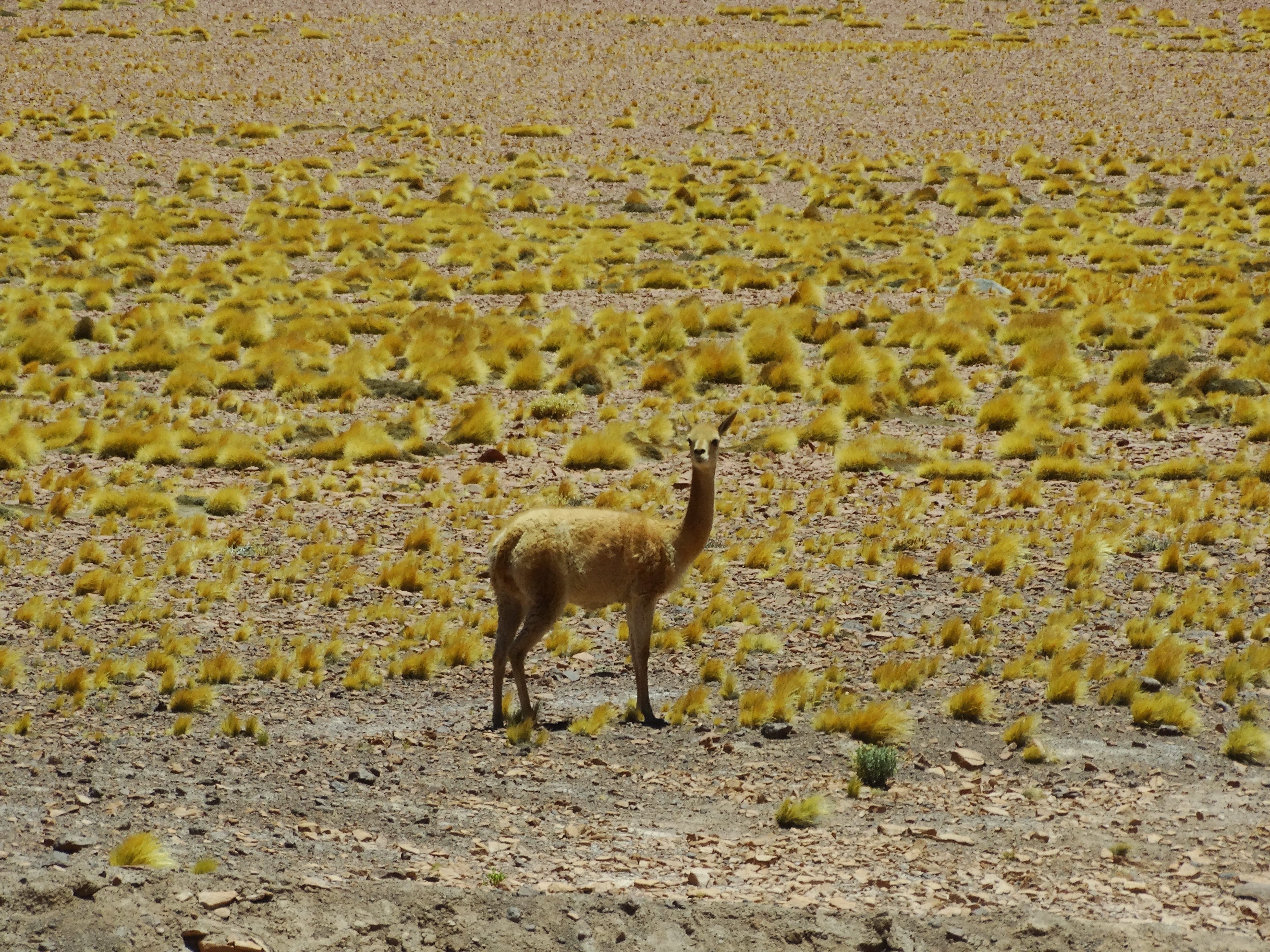 Fauna en el desierto de Atacama