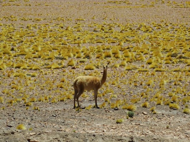 Fauna en el desierto de Atacama