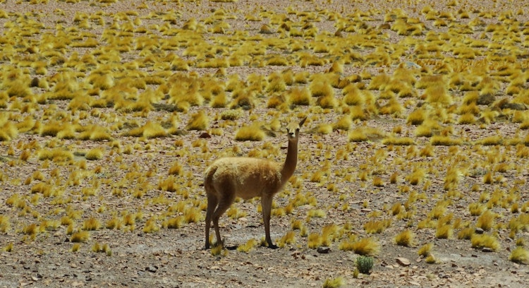 Fauna en el desierto de Atacama