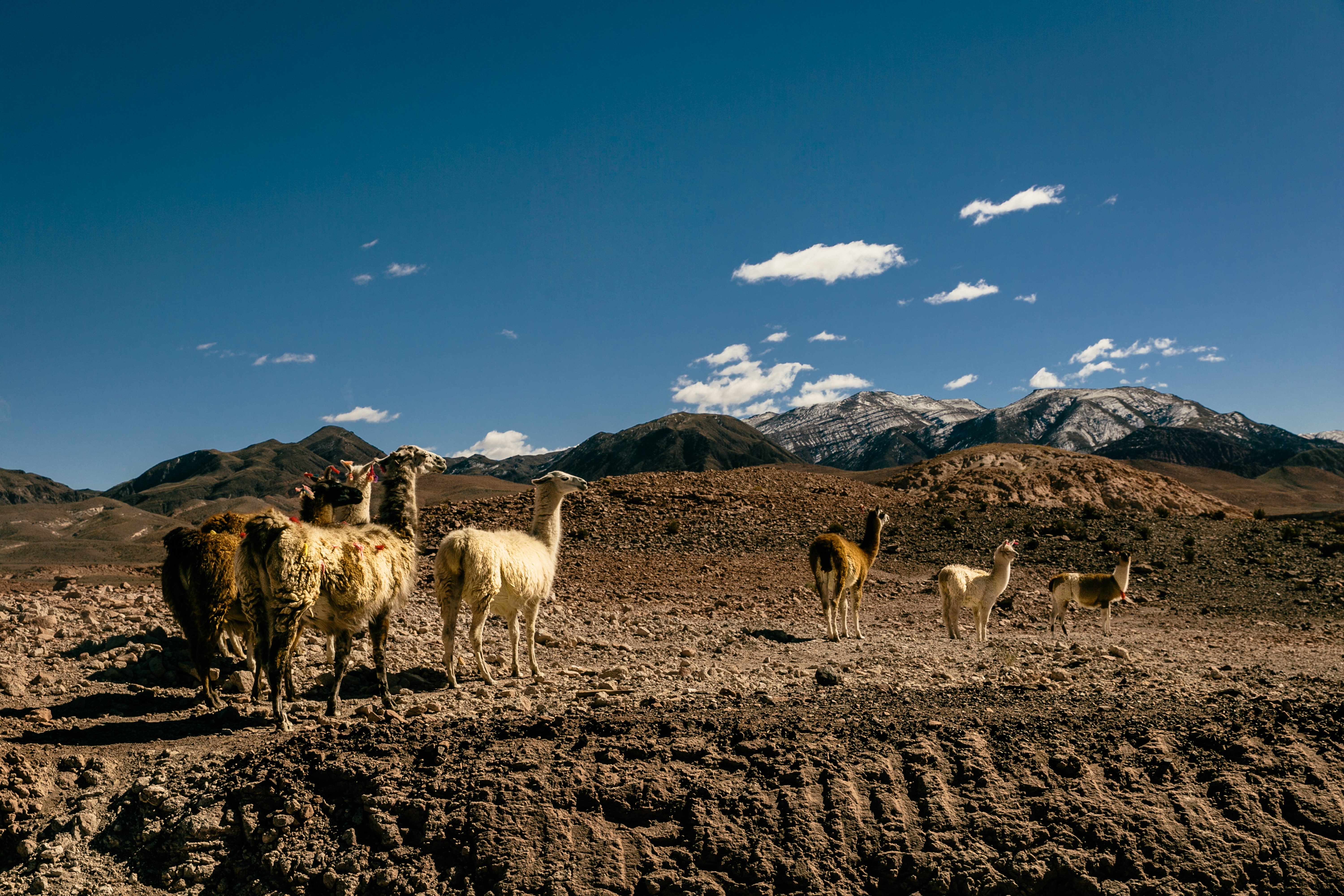 Llamas Valle del Arcoíris Atacama
