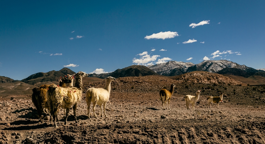 Llamas Valle del Arcoíris Atacama