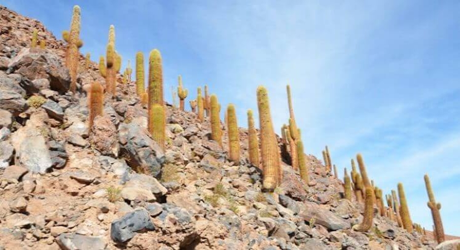 Cactus Quebrada de Guatín