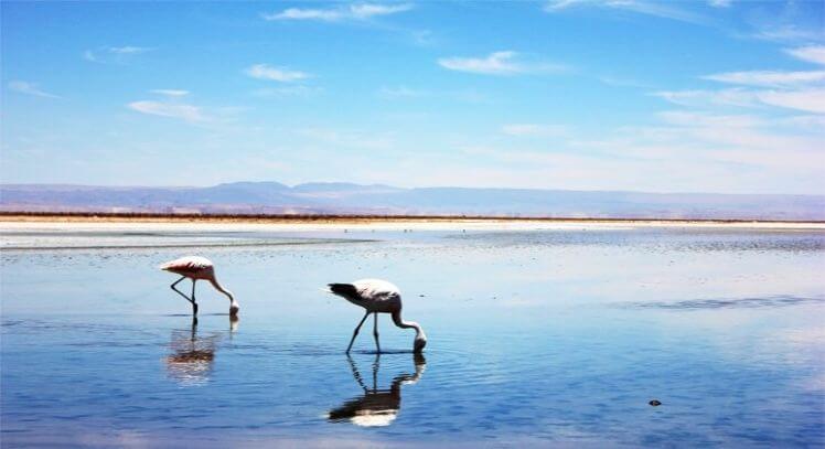 Flamencos tour de motos San Pedro Atacama