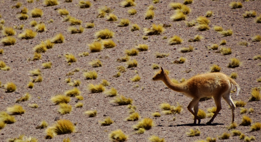 Guanaco en desierto de Atacama