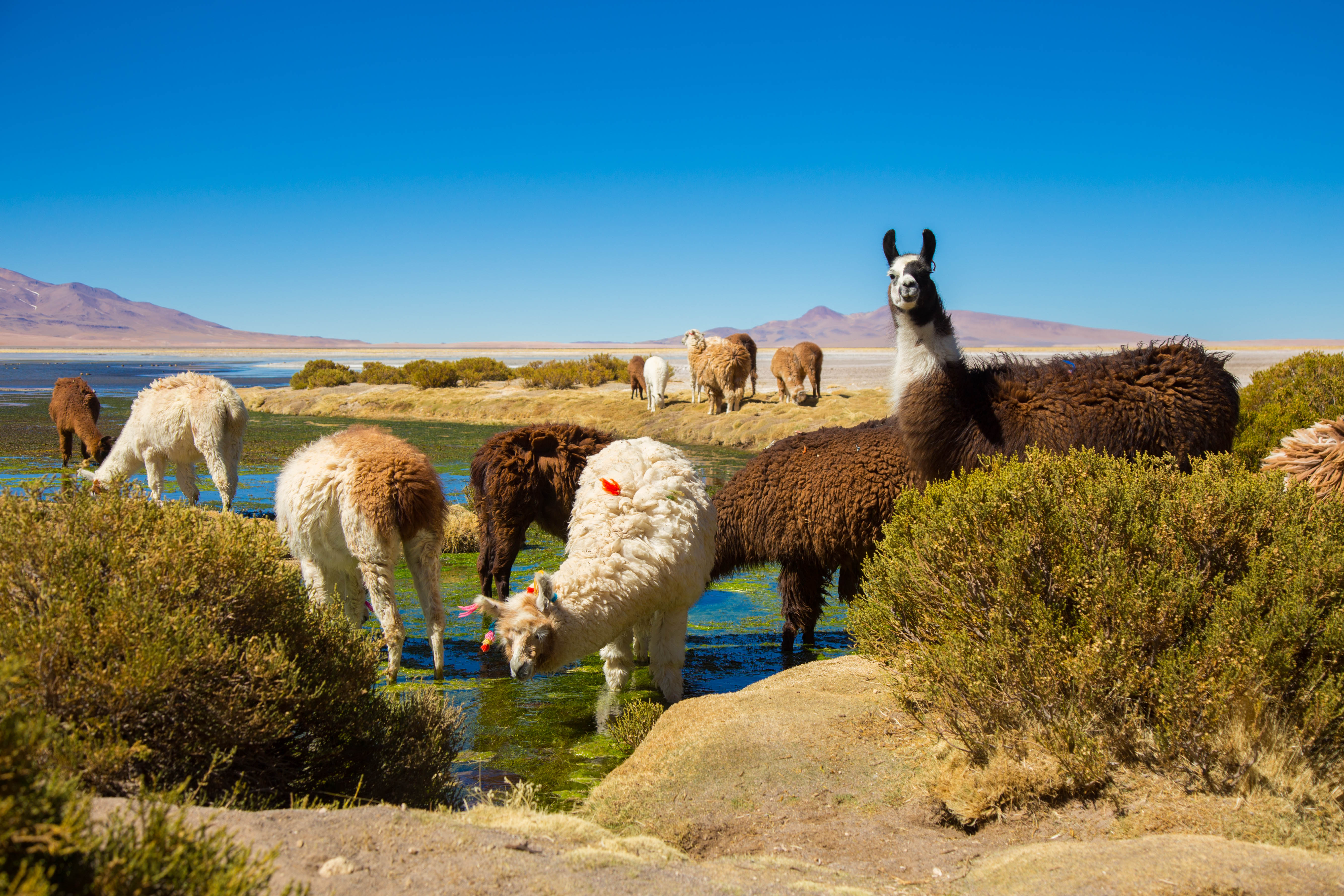 Llamas en el desierto de Atacama