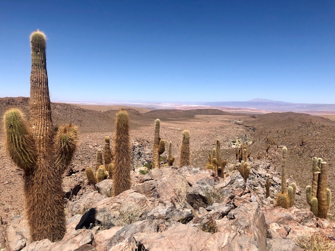 Cactus Desierto Atacama