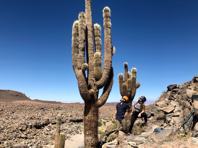 Cactus gigante