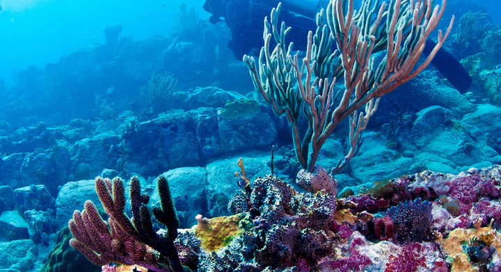 Imagen Buceo con Tanque y Snorkel en Santa Marta