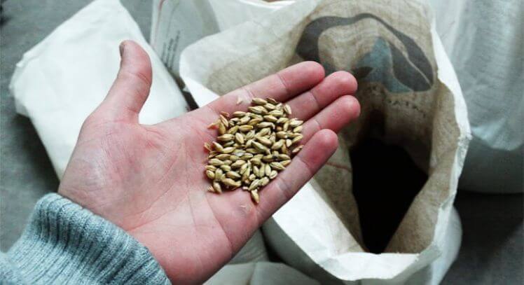 Ingredientes cerveza