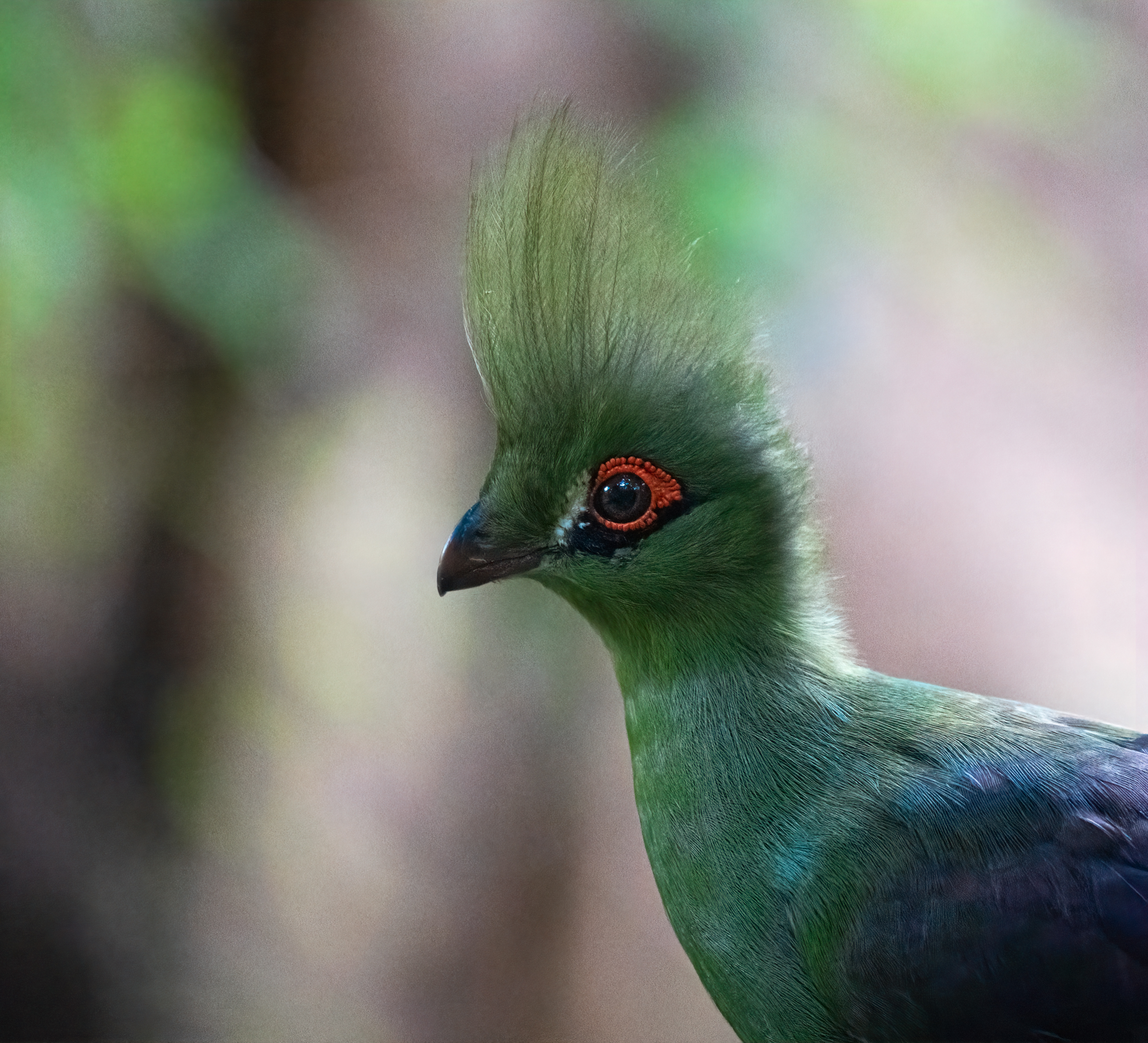 Ave exótica del aviario