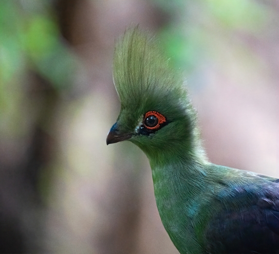 Ave exótica del aviario