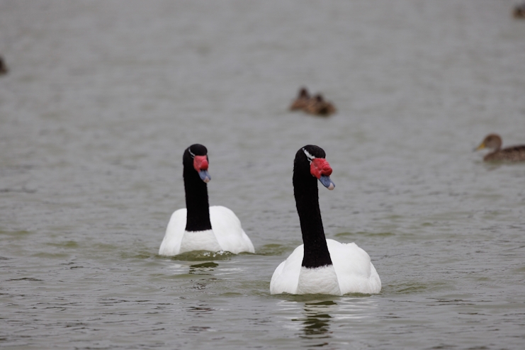 Cisnes