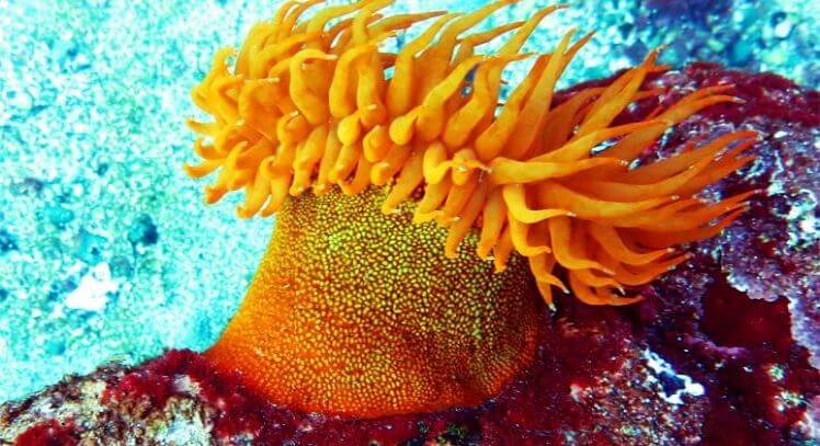 Fauna de costa chilena