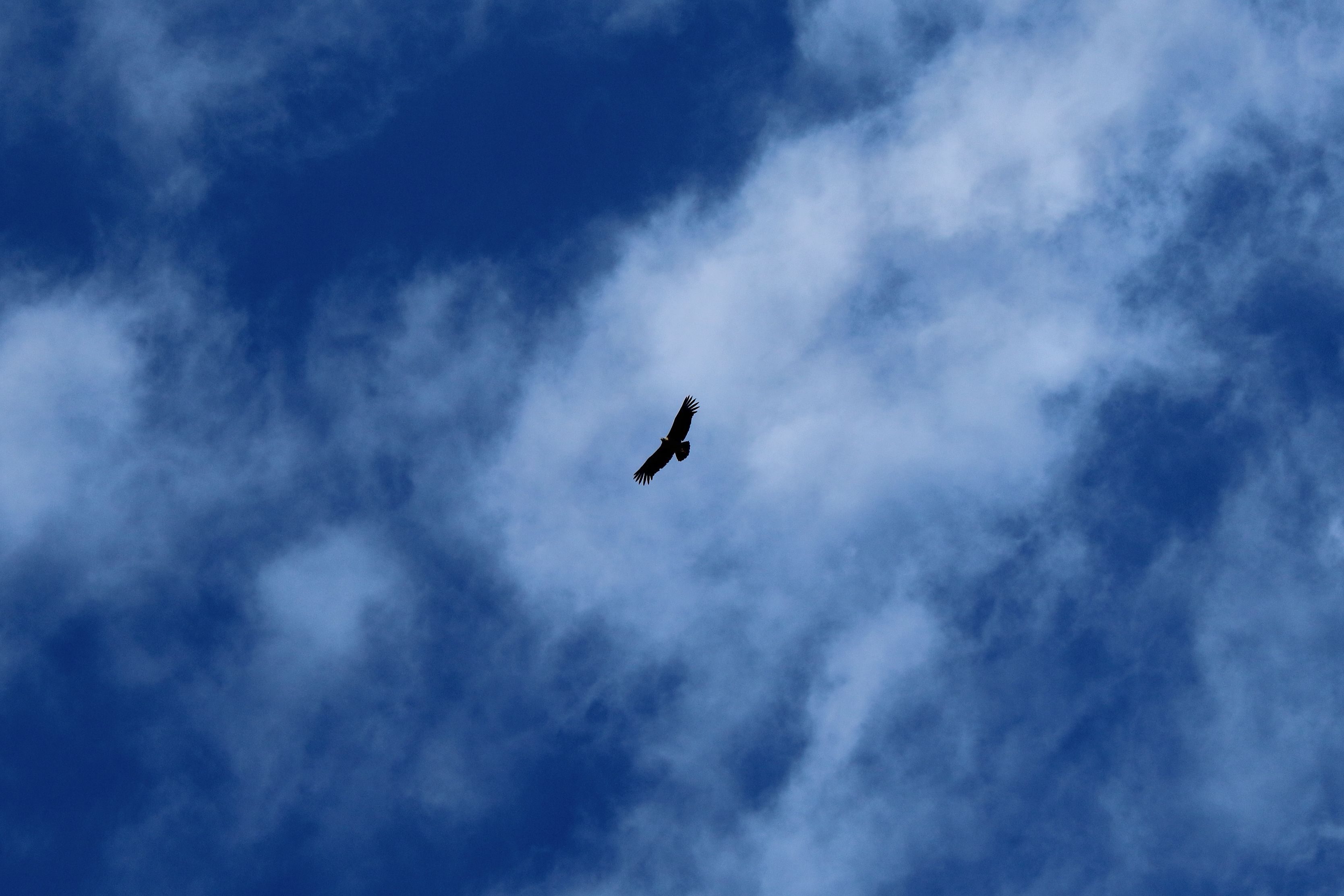 Cóndor volando