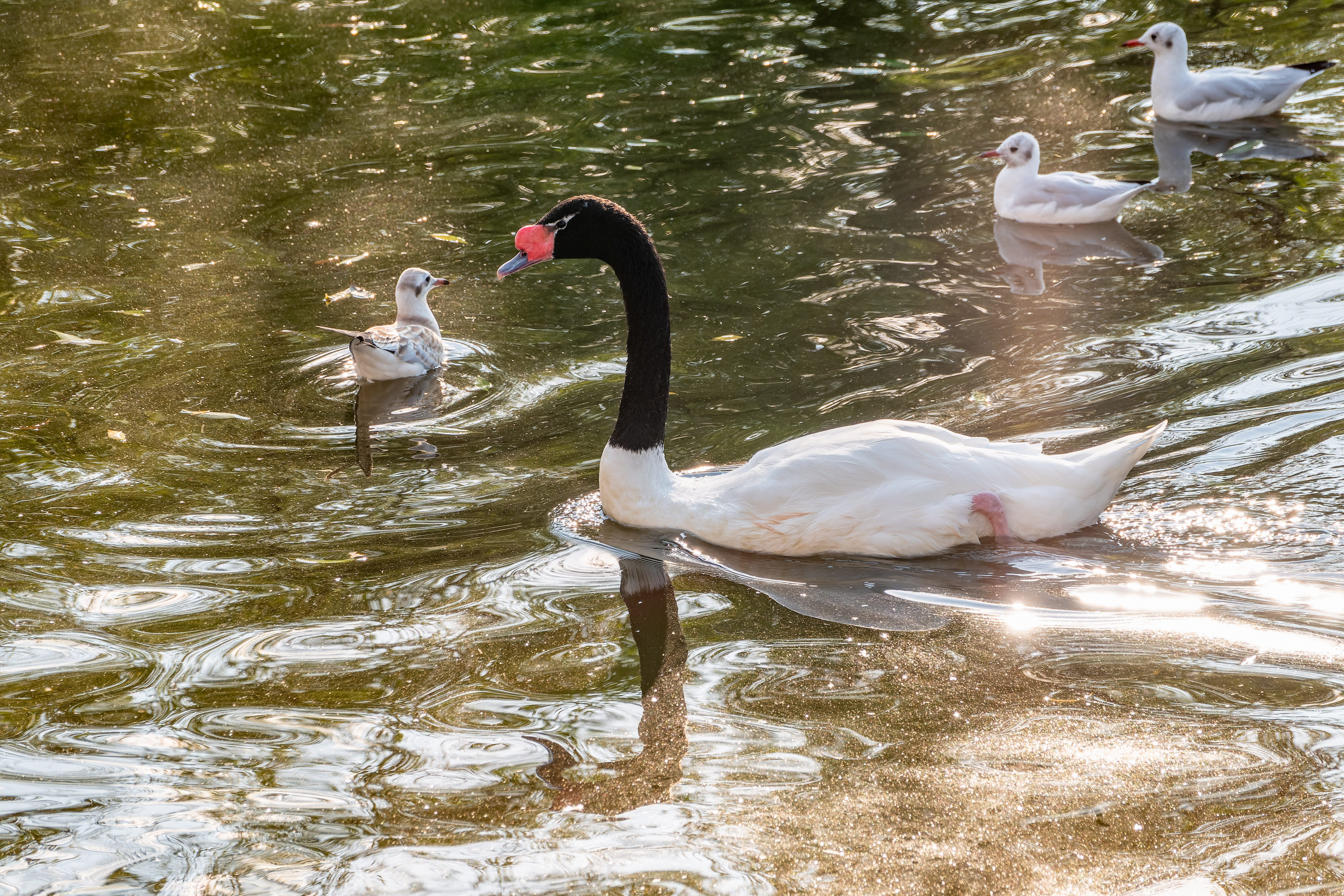 Cisne de cuello negro