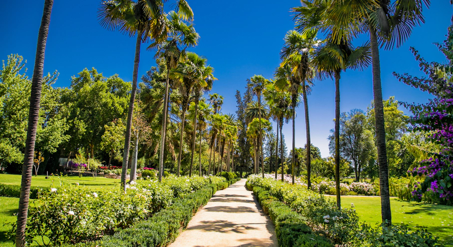 Viña Undurraga Palmeras en Viña Undurraga