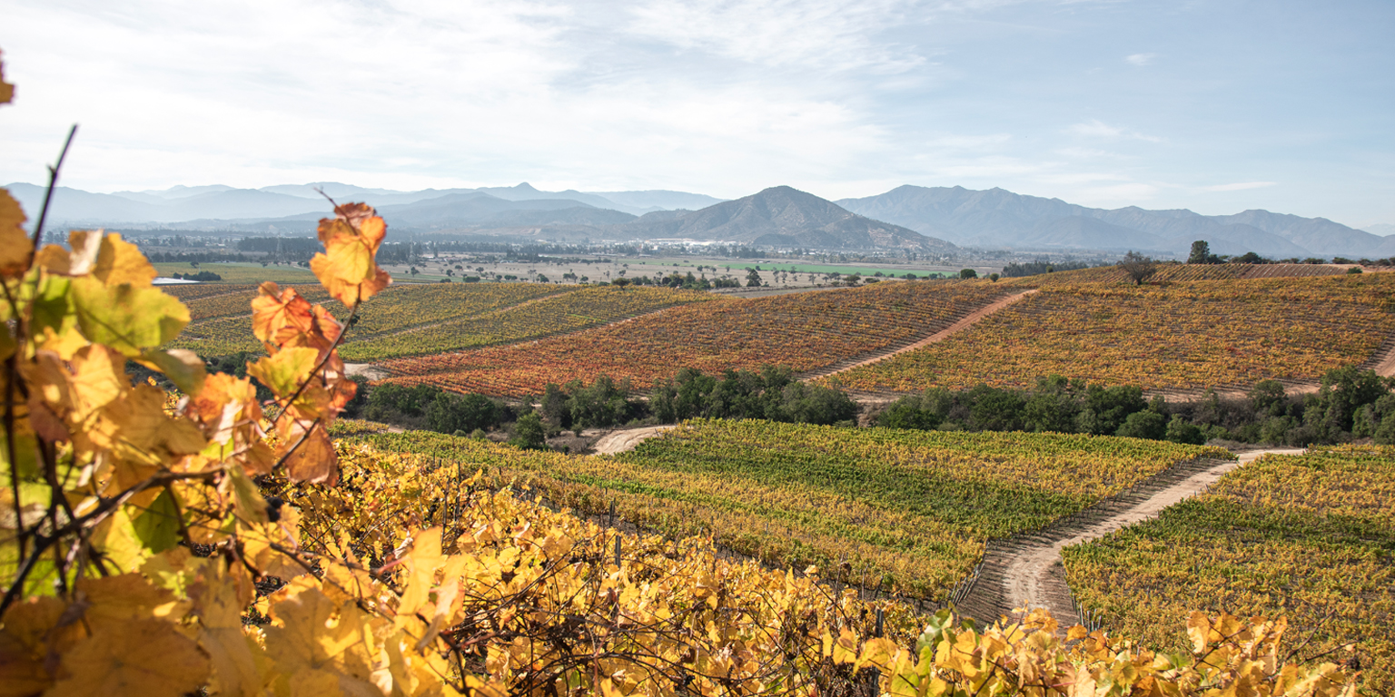 Viña Casas del Bosque