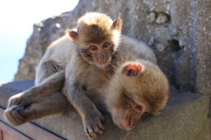 Monos de Gibraltar