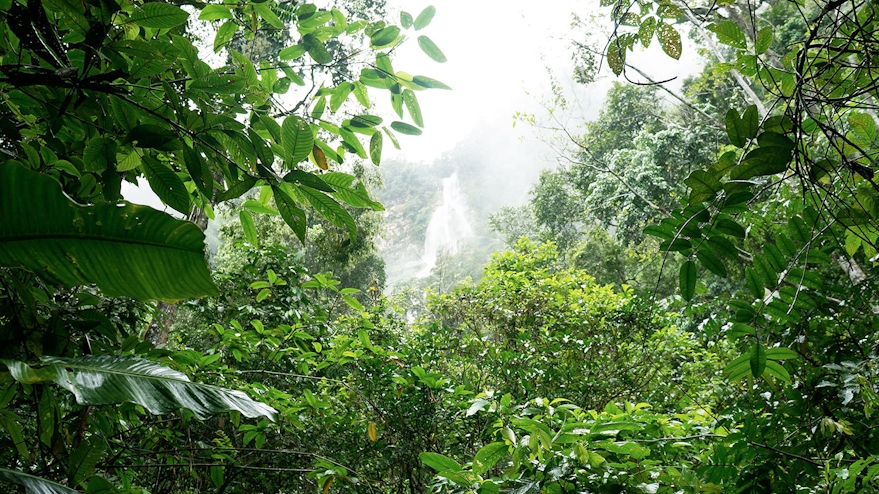 Selva peruana
