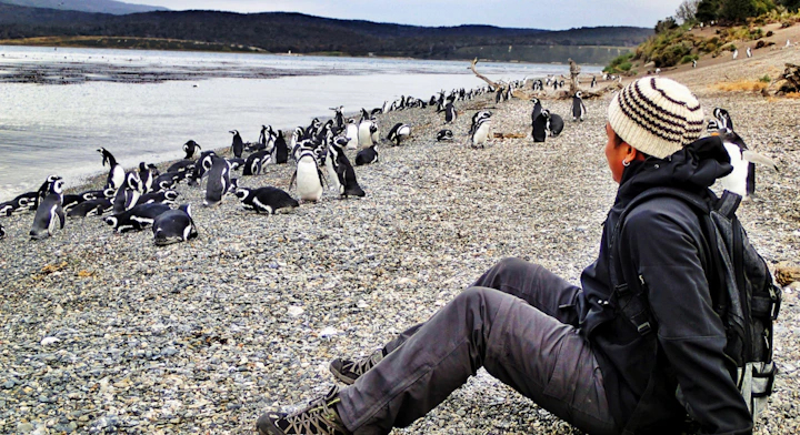 Pingüinera Isla Martillo