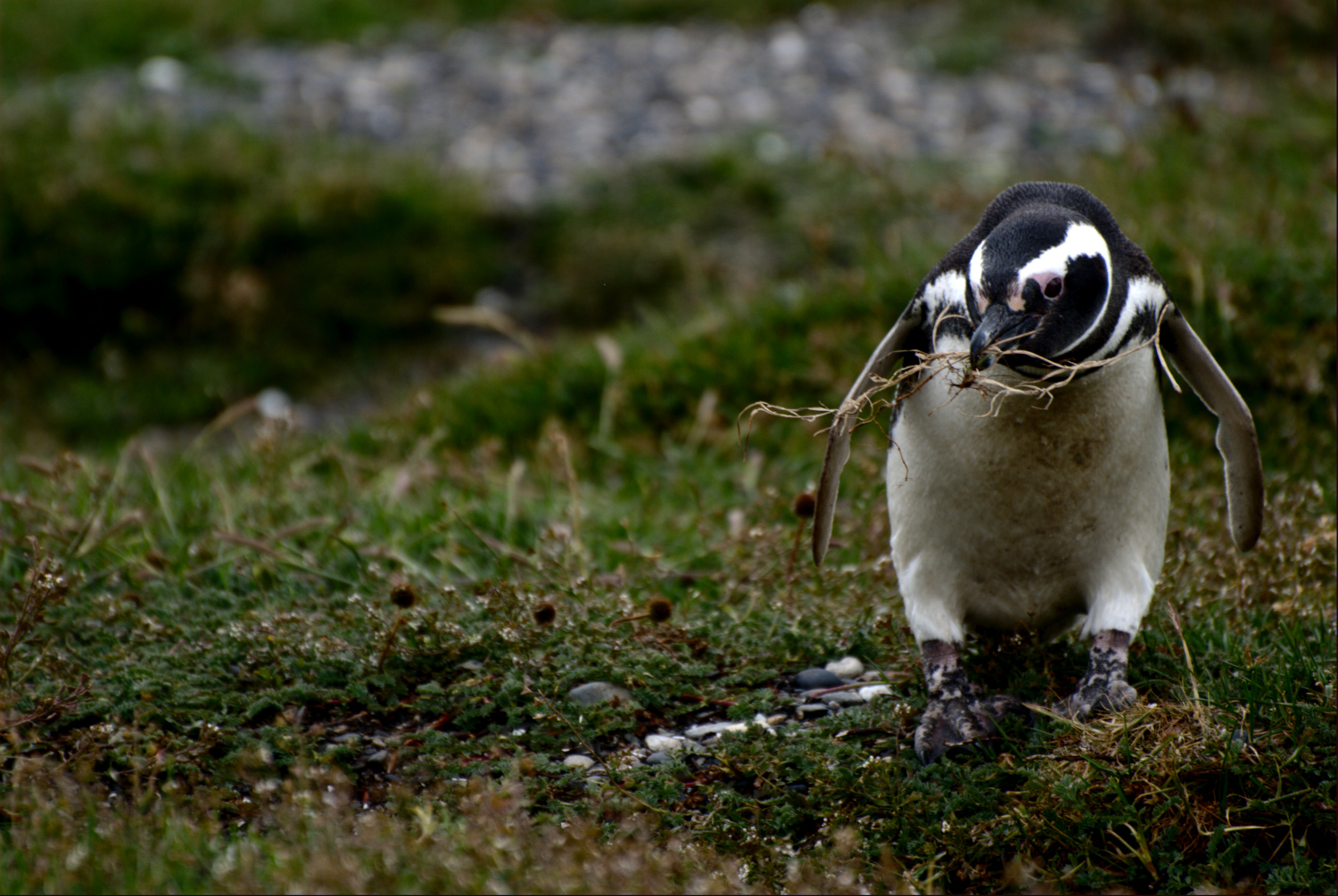 Pingüino haciendo nido
